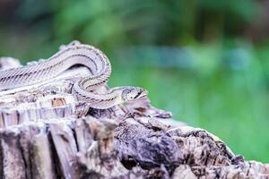 uma pequeno serpente fotografado às fechar alcance isto é uma Lugar, colocar este vem Fora para encontrar Comida durante a dia. quem estão às risco do tornando-se vítimas do pequeno serpente caçadores. foto