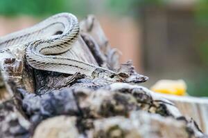 uma pequeno serpente fotografado às fechar alcance isto é uma Lugar, colocar este vem Fora para encontrar Comida durante a dia. quem estão às risco do tornando-se vítimas do pequeno serpente caçadores. foto