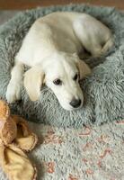 uma cachorro do uma dourado retriever é em repouso dentro uma cachorro cama. foto