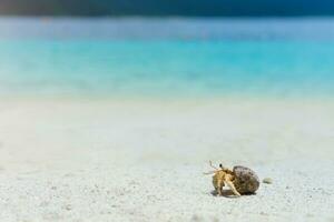 sul Tailândia eremita caranguejo caminhando em a branco areia de praia foto