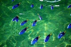 azul Espiga peixe dentro a peixe Fazenda foto