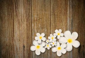 branco plumeria flor em madeira fundo foto