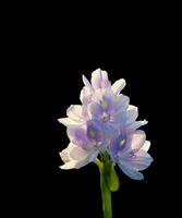 água jacinto flor isolado em Preto fundo foto