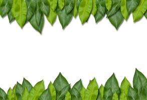 moldura de folha verde foto