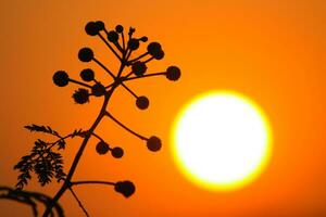 flor no pôr do sol foto