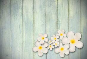 branco plumeria flor em madeira fundo foto