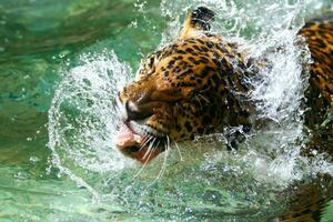 tigre comendo dentro a água foto