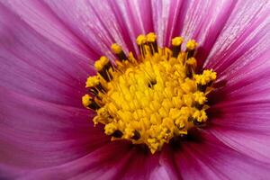 Rosa cosmos flor fechar acima foto