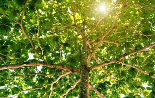 baixo ângulo Visão do verde árvores e Sol luz foto