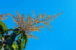 a manga flor florescendo dentro a verão em azul céu foto