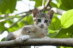 gato sentado em uma árvore foto