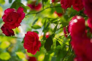 uma escalada vermelho rosa é parcialmente dentro foco, parcialmente desfocado. rosa flores e folhas em uma ensolarado dia. foto