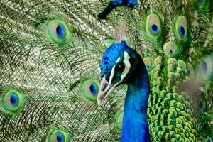 uma pavão com Está penas espalhar Fora foto