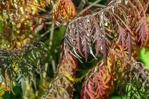 rhus tifina dentro Outubro. amarelo vermelho folhas do staghorn sumagre. rhus tifina é uma espécies do floração plantas dentro a anacardiaceae família. foto