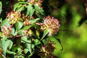 beleza arbusto Rosa nuvem semente cabeça - latim nome - kolkwitzia amabilis Rosa nuvem foto