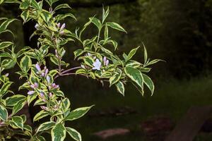 japonês Weigela pálido Rosa flor brotos - latim nome - Weigela japonica var. sinica foto