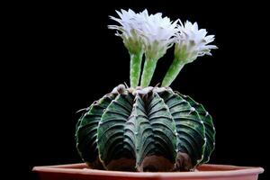 gymnocalycium lb2178 cacto com flor florescendo foto