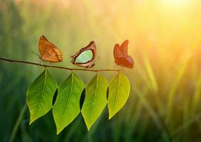 três borboleta em verde folha e luz solar foto