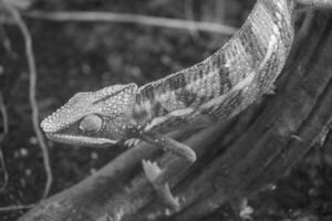 lagartos e cobras dentro Alemanha foto