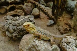 cobras e lagartos dentro Alemanha foto