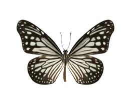 Preto e branco borboleta isolado em branco fundo foto