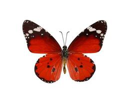 comum tigre borboleta , danaus genutia , monarca borboleta isolar foto