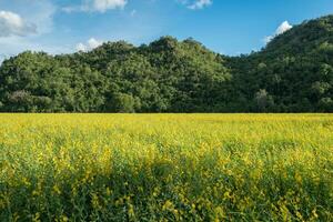 ensolarado cânhamo, mudança indiano, crotalária Juncea amarelo Flor dentro campo com montanha foto