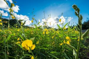 fechar-se ensolarado cânhamo, mudança indiano, crotalária Juncea amarelo Flor dentro campo com luz solar foto