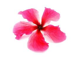 fechar acima rosa, sapato flor, hibisco, chinês rosa ou, chaba flor sem pólen isolado em branco fundo. foto