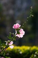 brilhante Rosa malva-rosa ramalhete em uma Sombrio verde fundo. foto