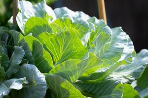 repolho, composta de várias cultivares do brassica oleracea, é uma frondoso verde, vermelho roxo, ou branco pálido verde bienal plantar crescido Como a anual vegetal colheita para Está folhas densas cabeças. foto