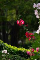 vermelho malva-rosa ramalhete em uma Sombrio verde fundo. foto