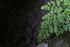 adiantum samambaia ou polido avenca crescer de a cascata dentro baixo claro. foto