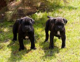 filhote de cane corso foto