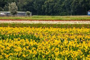 uma campo do amarelo e Rosa flores foto