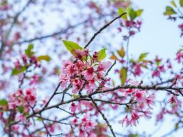 nang phaya suea krong flor ou sakura da tailândia, linda flor rosa no fundo do céu. flores prunus cerasoides ou flores nang phaya sua krong estão florescendo no jardim. foto
