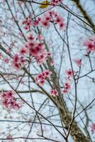 nang phaya suea krong flor ou sakura da tailândia, linda flor rosa no fundo do céu. flores prunus cerasoides ou flores nang phaya sua krong estão florescendo no jardim. foto