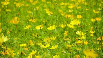 campo do florescendo amarelo cosmos flor dentro a jardim, Tailândia foto