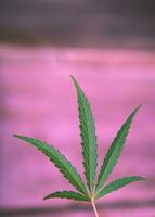 lindo cannabis folha em Rosa fundo. fechar-se foto