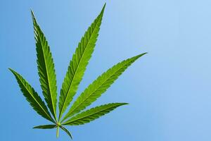 lindo verde cannabis folha contra azul céu foto