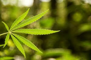 ampla folha do cannabis em uma verde fundo foto