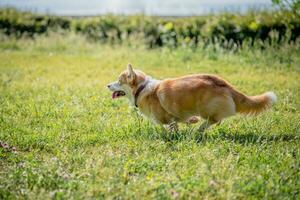 cachorro raças corgi corre fora em uma andar foto