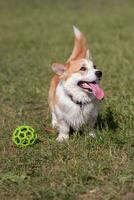 cachorro raças corgi caminhando em a gramado dentro a tarde com uma bola foto