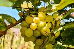 uma grupo do uvas em a videira foto