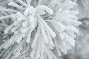 conífero pinho agulhas coberto com fofo neve. macro foto