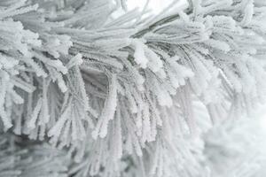 conífero pinho agulhas coberto com fofo neve. macro foto