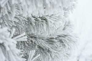 uma pinho pata é coberto com fofo neve dentro inverno. foto