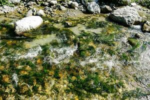 uma corrente do água com pedras e algas foto