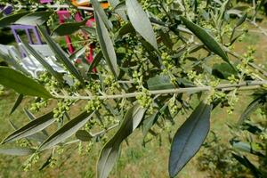 Oliva árvore com verde folhas e flores foto