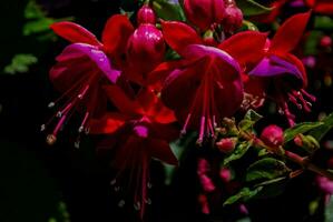 fúcsia flores dentro a jardim foto